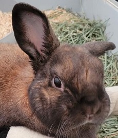 Oliver - Pet Therapy Services